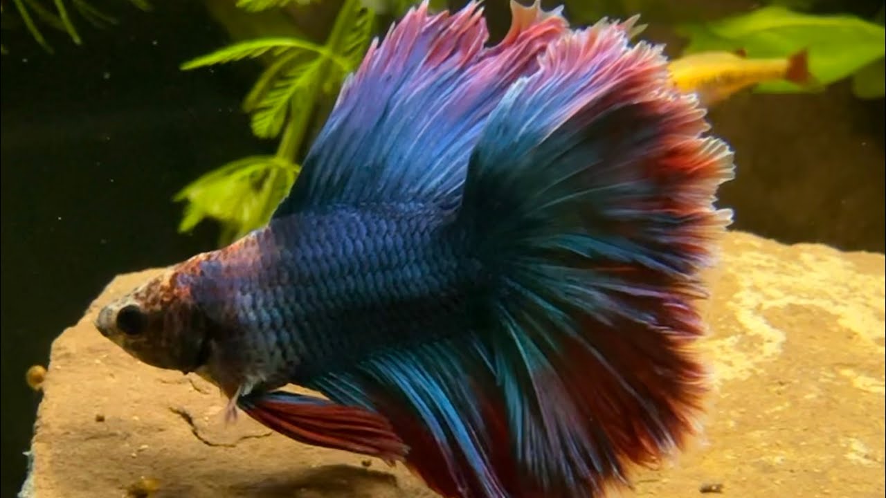24/7 Betta Fish Live Stream — Ecosystem Pond