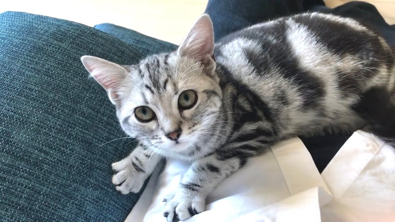 Affectionate American Shorthair Cat