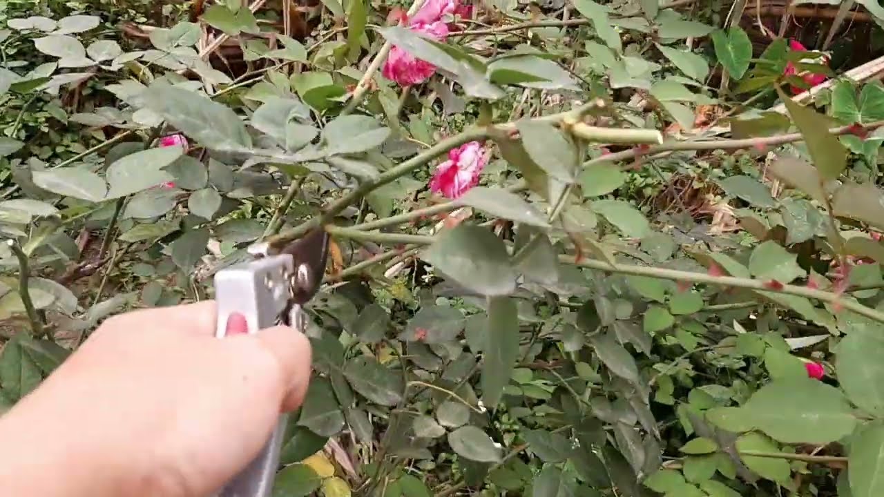 Cắt tỉa Hoa Hồng cổ bán leo ( Sapa, Nhung, Bạch Ho, Hồng Điều