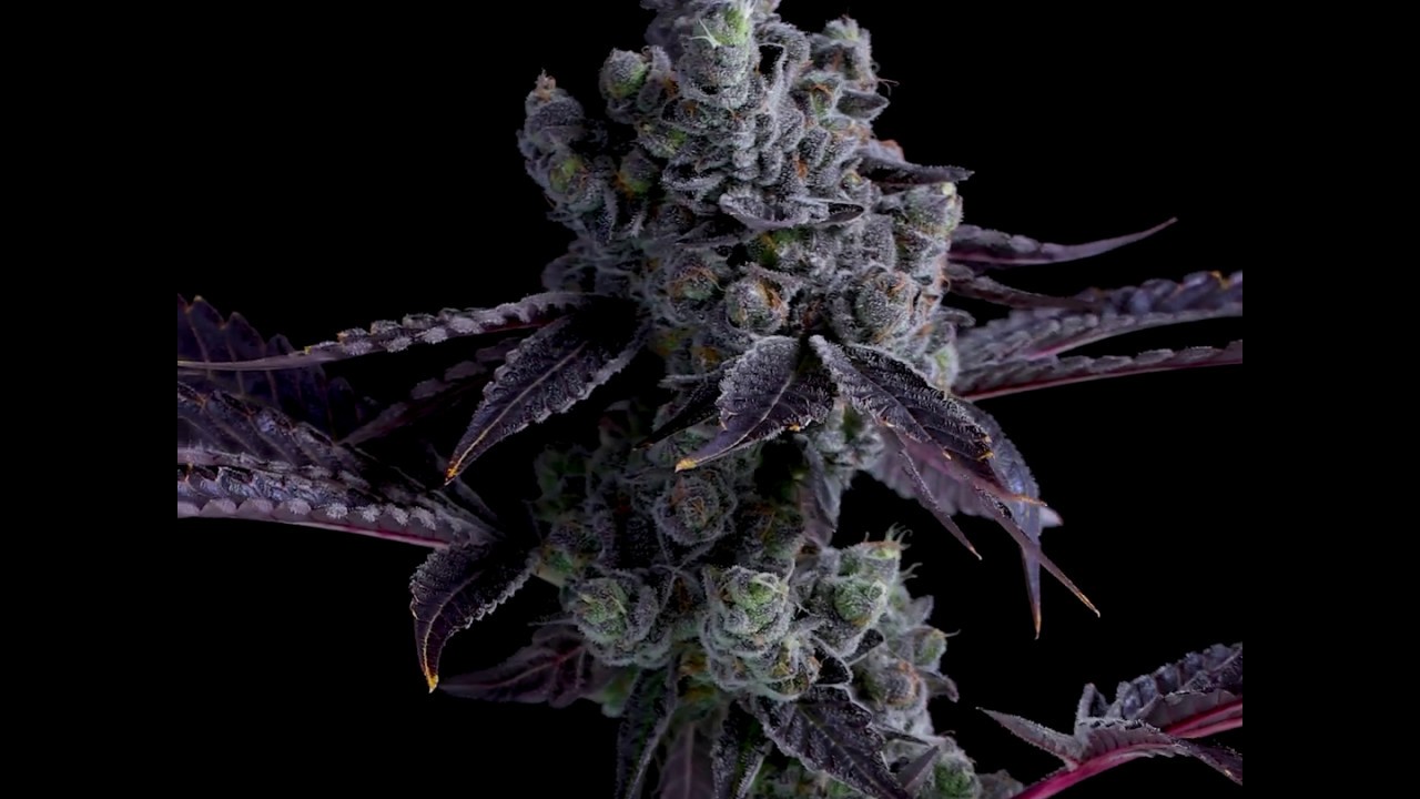 Cultivar: Banana Fig X Moondrops