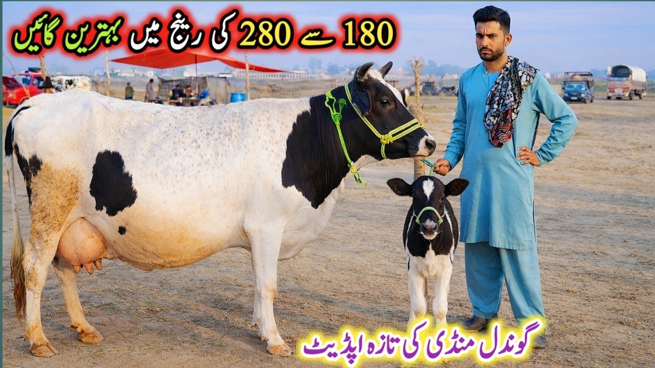 Gondal Mandi latest update 08April 2026! jersey cow for sale!cholistani cow!HF cow latest video!
