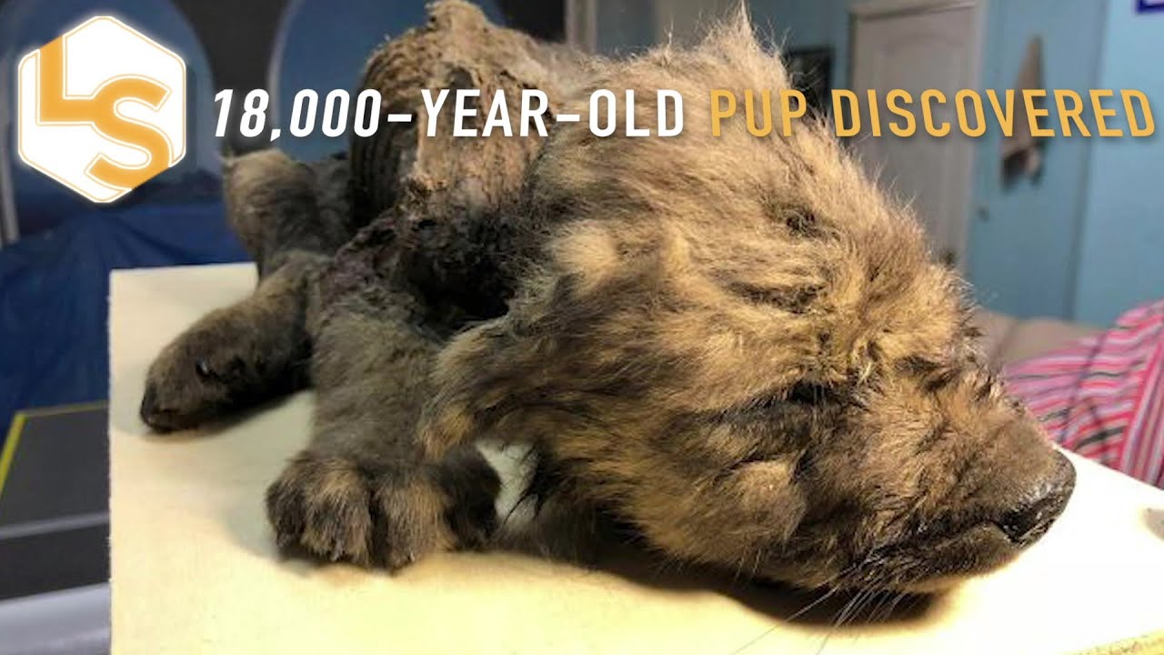 18,000-Year-Old Pup 