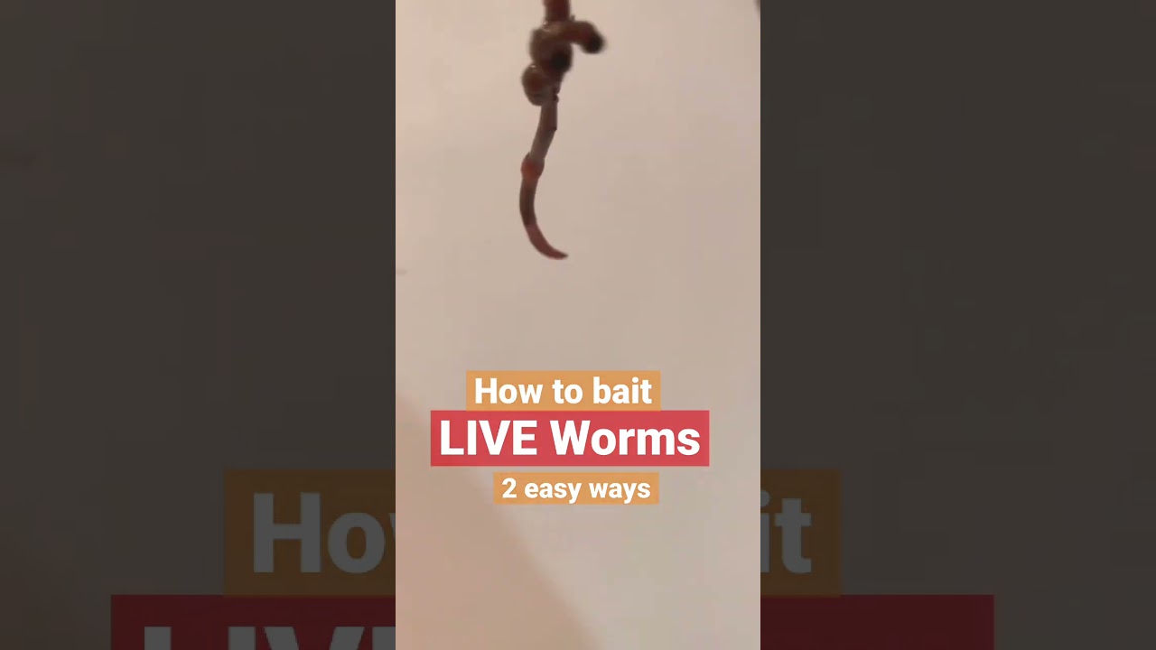 How to bait live worms - fishing tips
