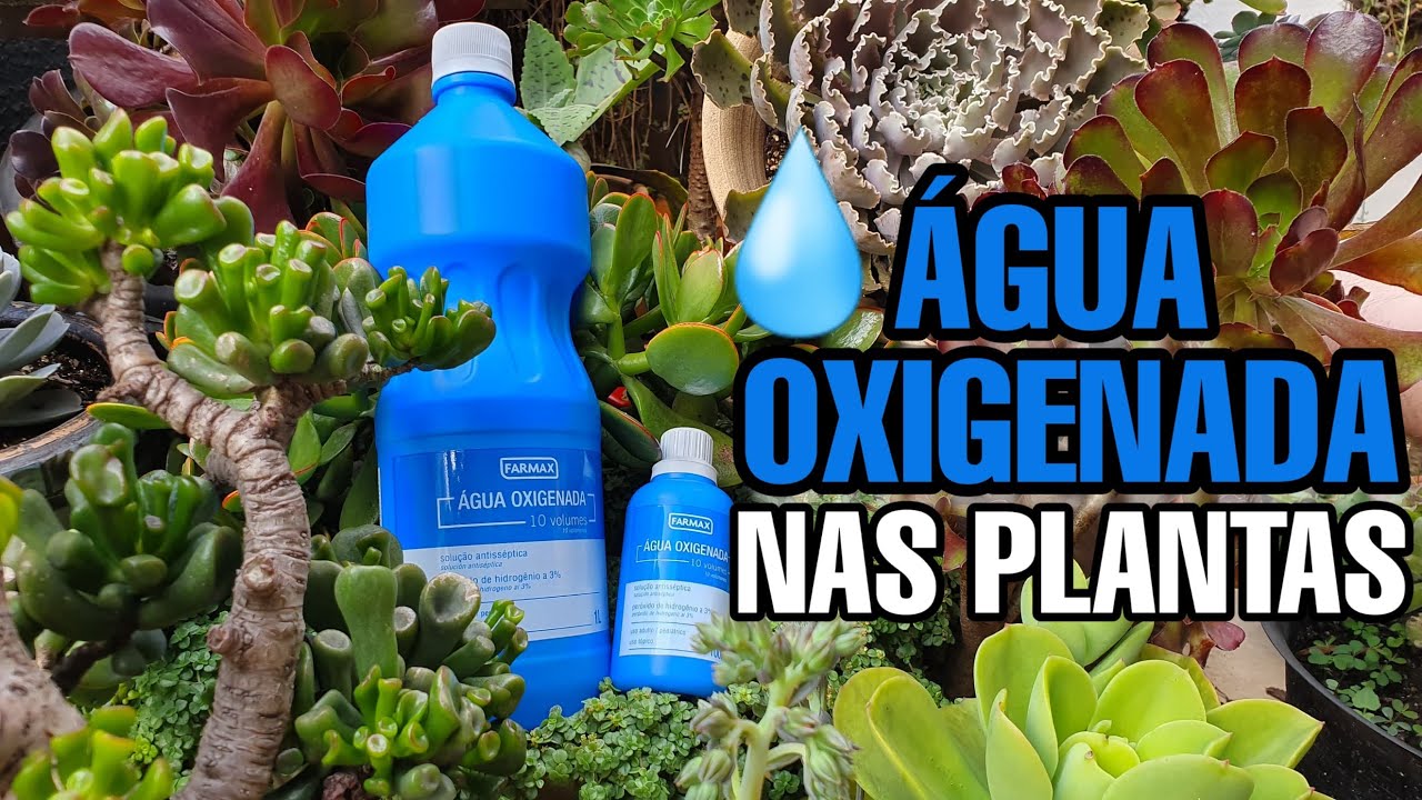 SUCULENTAS e PLANTAS sem PRAGAS  e saudáveis com ÁGUA OXIGENADA