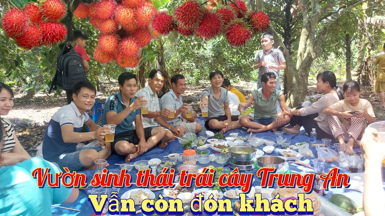 Vườn trái cây trung an chủ nhật đón khách tham quan | vườn chôm chôm củ chi | mùa chôm chôm.
