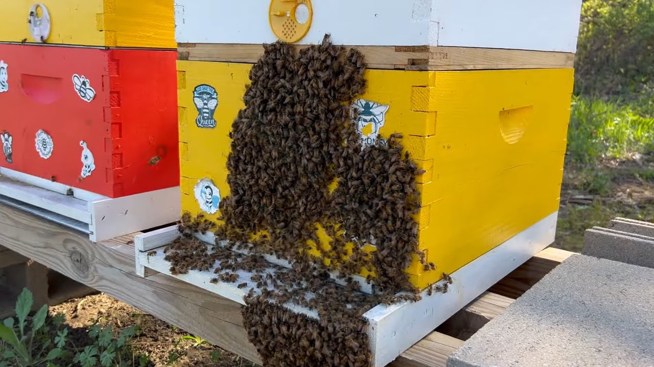 Aborted Swarm! What To Do???