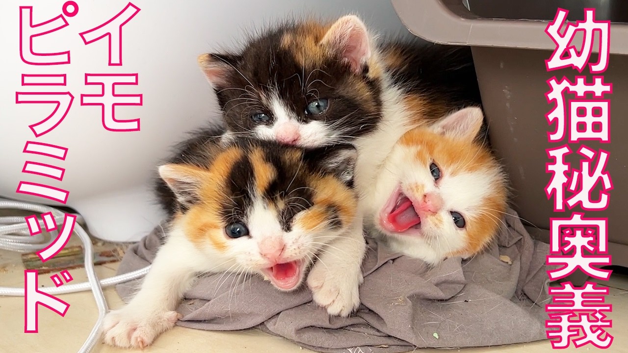 炸裂！イモ幼猫秘奥義「イモピラミッド」　the kitty pyramid