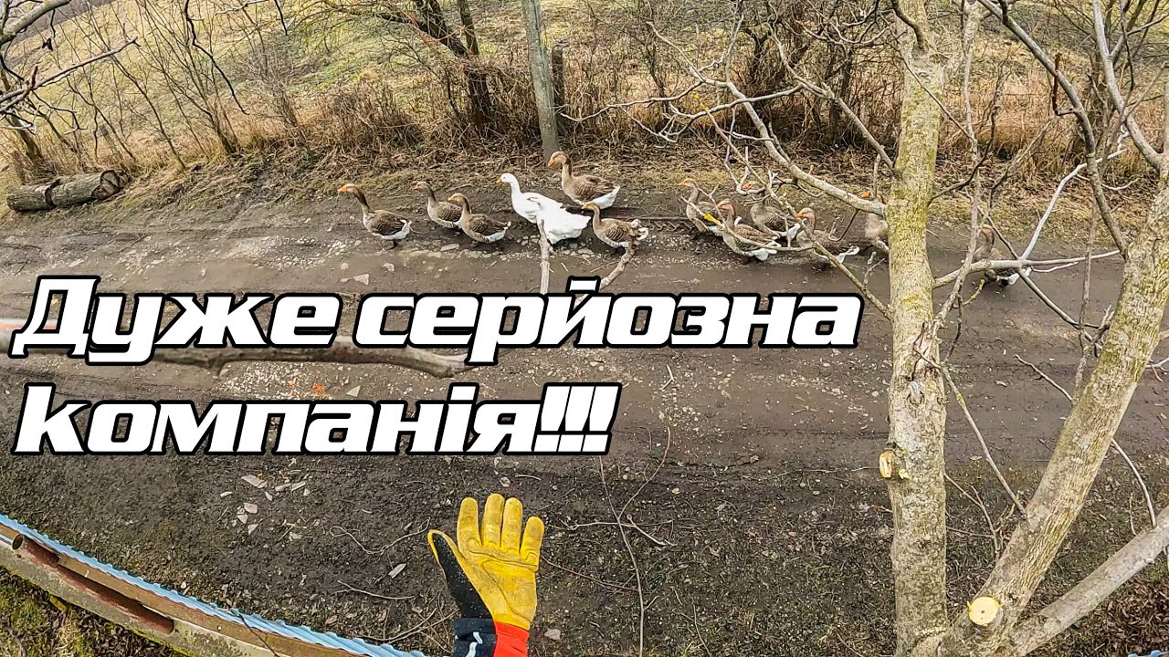 Обрізка дерев, кронування берез, та інша єресь