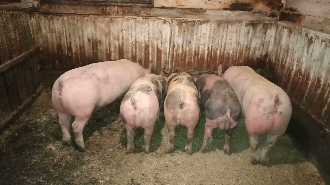 Крайний ролик в 2024 году, колю гормоны роста поросятам 😊
