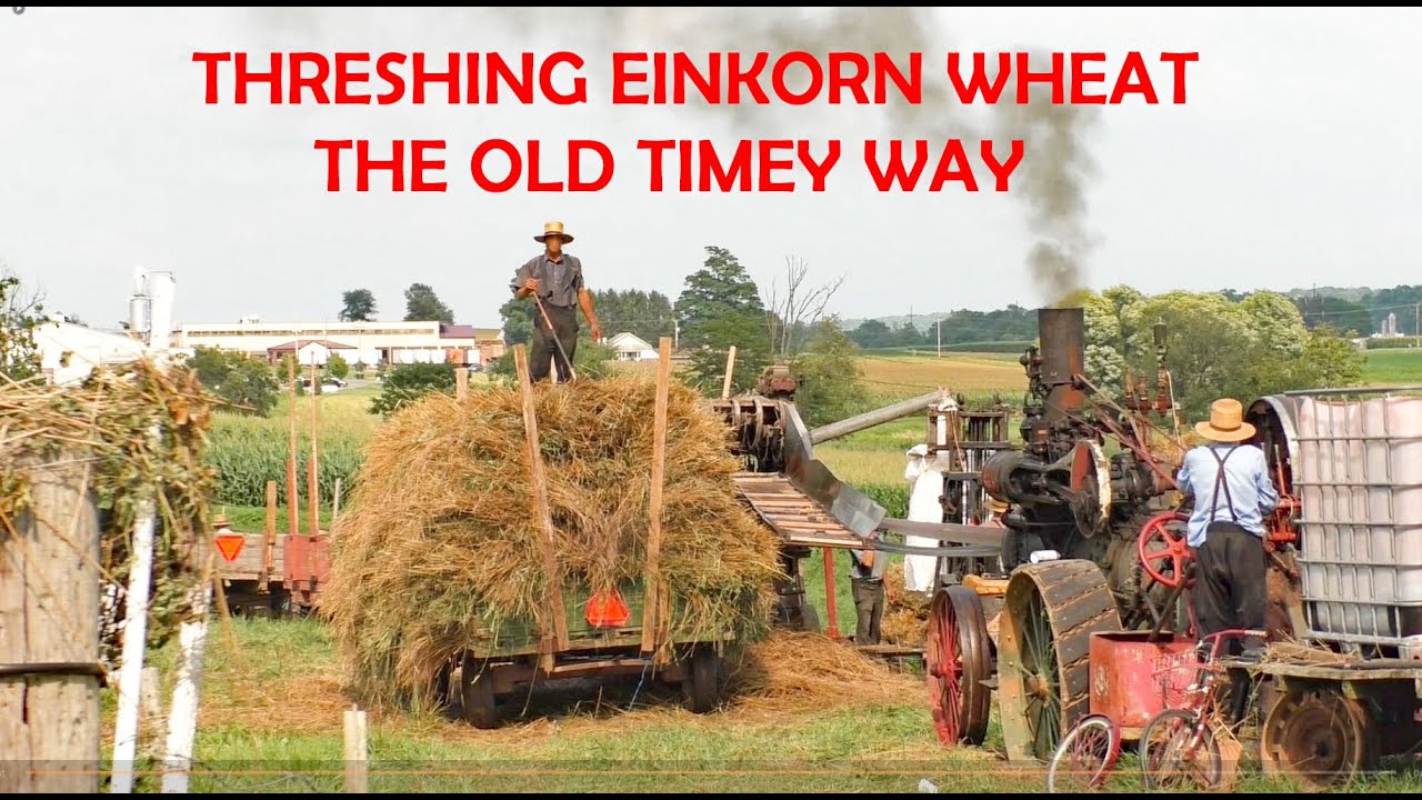 EINKORN WHEAT-Threshed the OLD WAY-Antique STEAM TRACTOR and  THRESHER Lancaster County's Amish Land