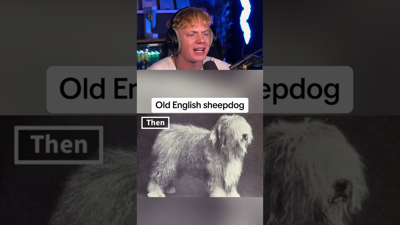 How Dog Breeds Looked Like 100 Years Apart! 😱