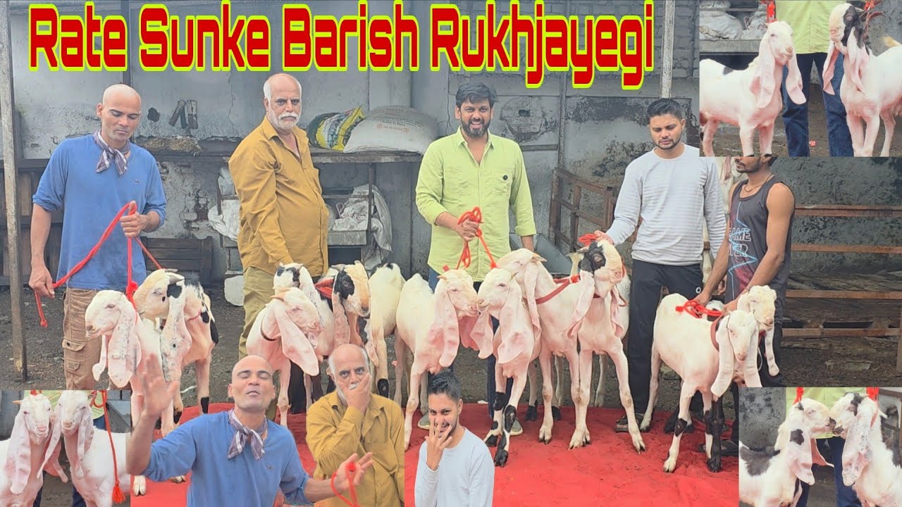 Phone Karke Dhamkao Mat Main Sasta Hi Bechunga | Hyderabadi Dunga Osmanabadi Ke Rate | Shanu Bhai.