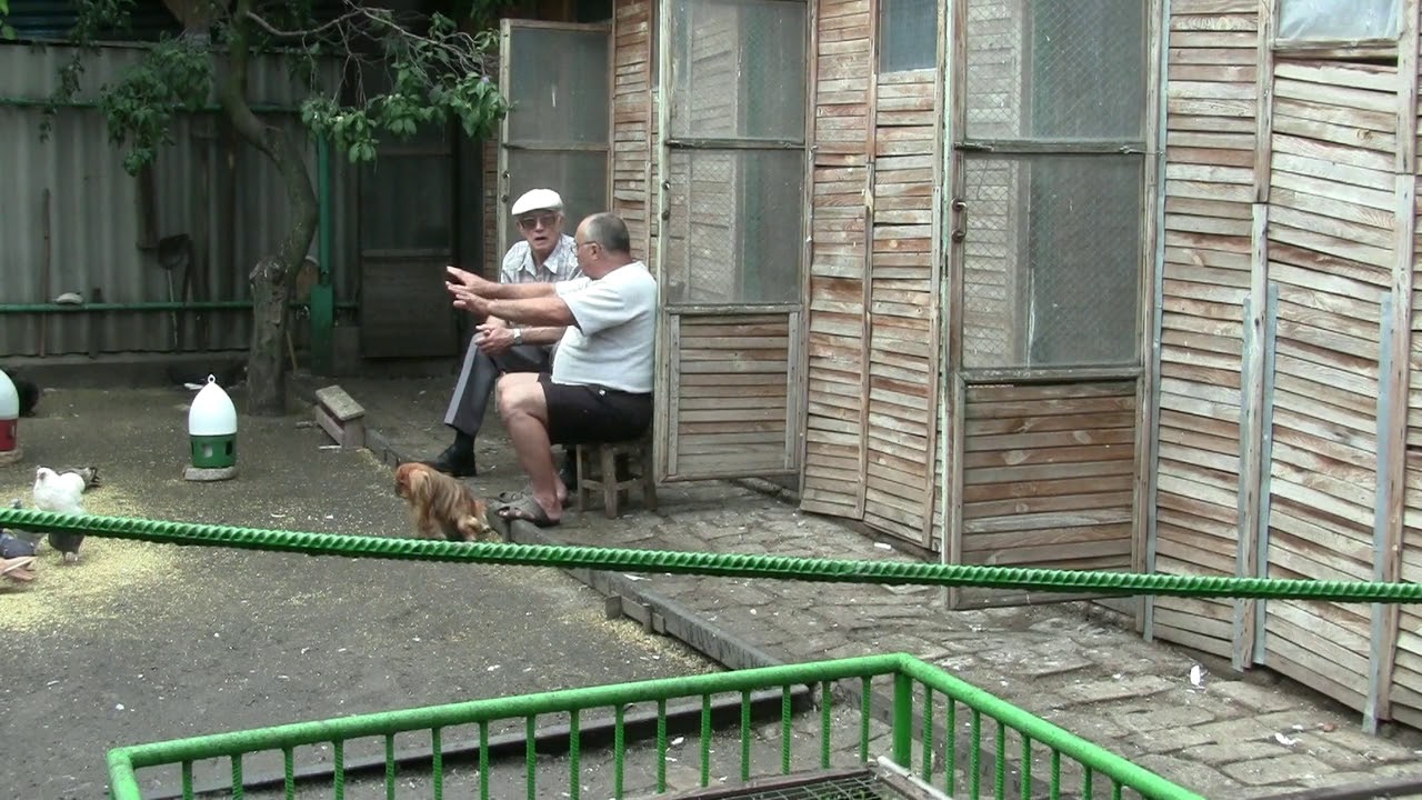 Приехал в гости голубевод с большим стажем 31.07.2019 г