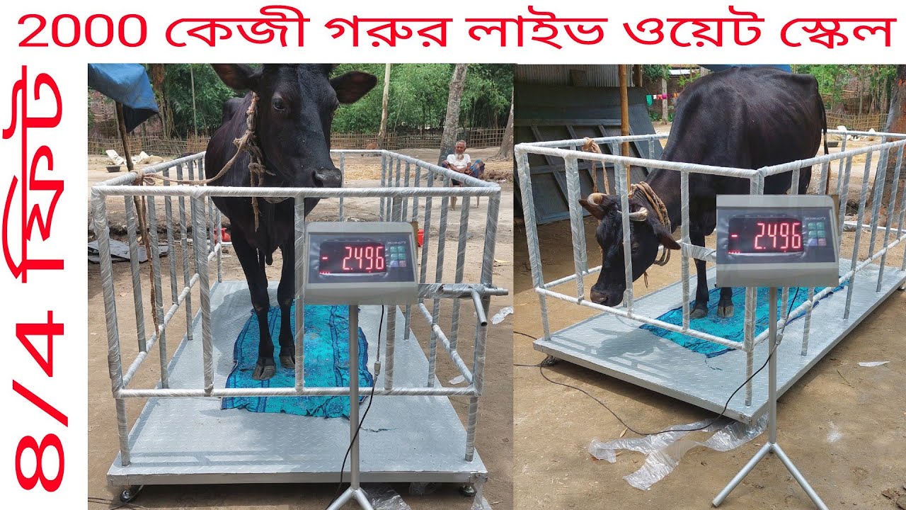 how to animal digital weight scale price in bd গরু মাপা স্কেলের দাম 01710544800