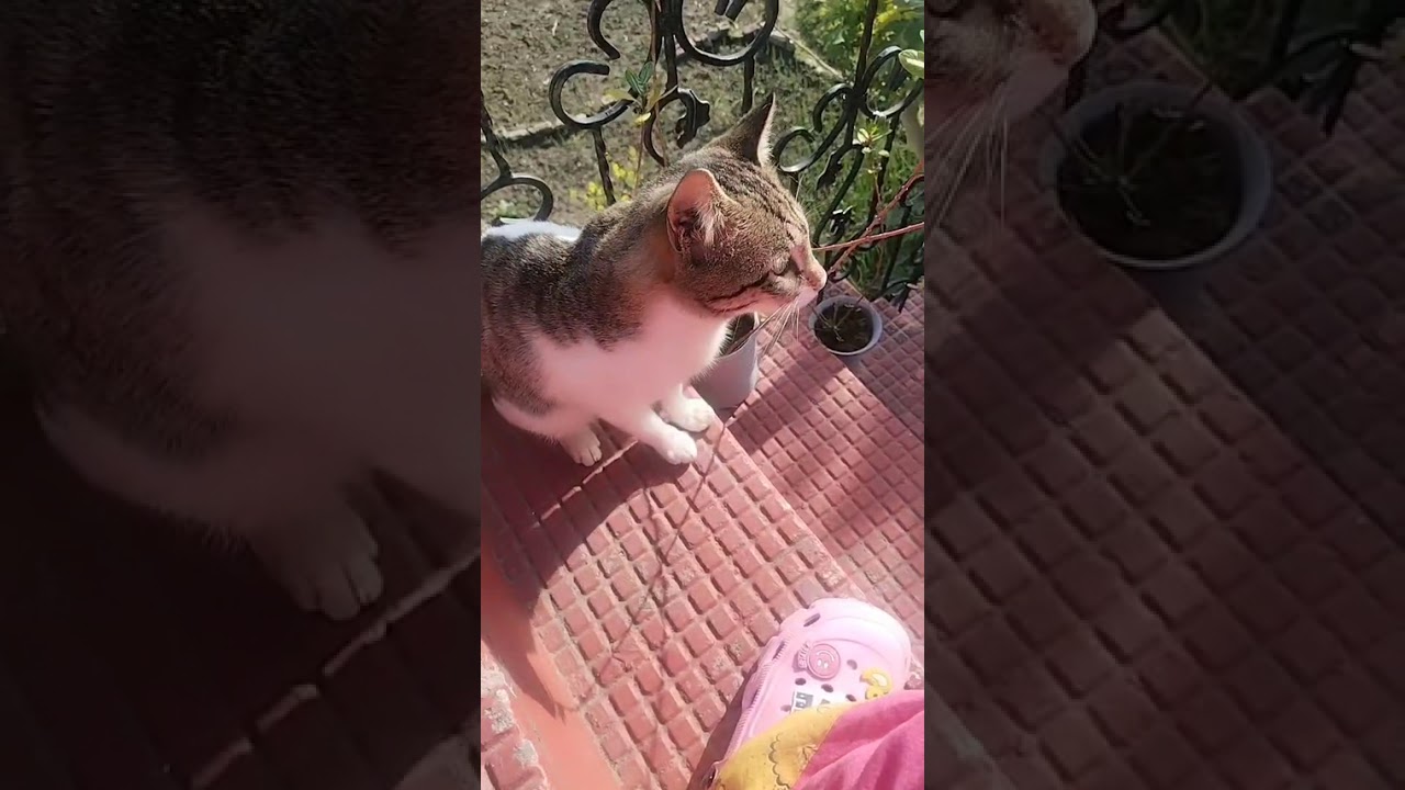 Gopu ka gussaaa #cat #cute #Animals#trending😻😽😼