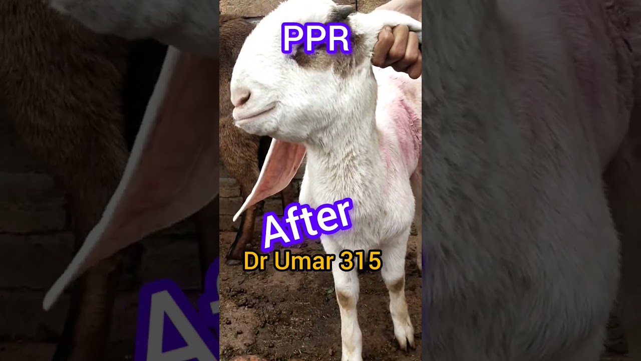 PPR || #ppr  || infection on mouth in Goat || #goattreatment
