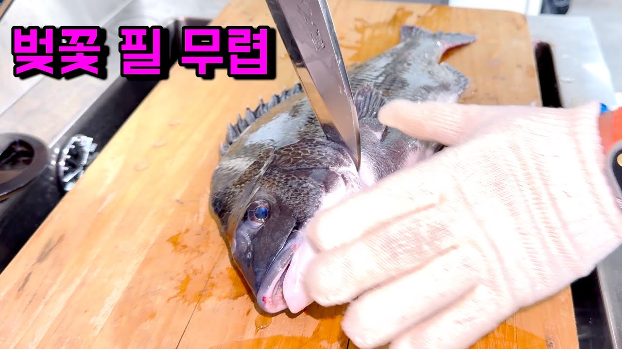 벚꽃필 무렵 감성돔 과연 맛있을지 직접 회떠서 먹어보자 !