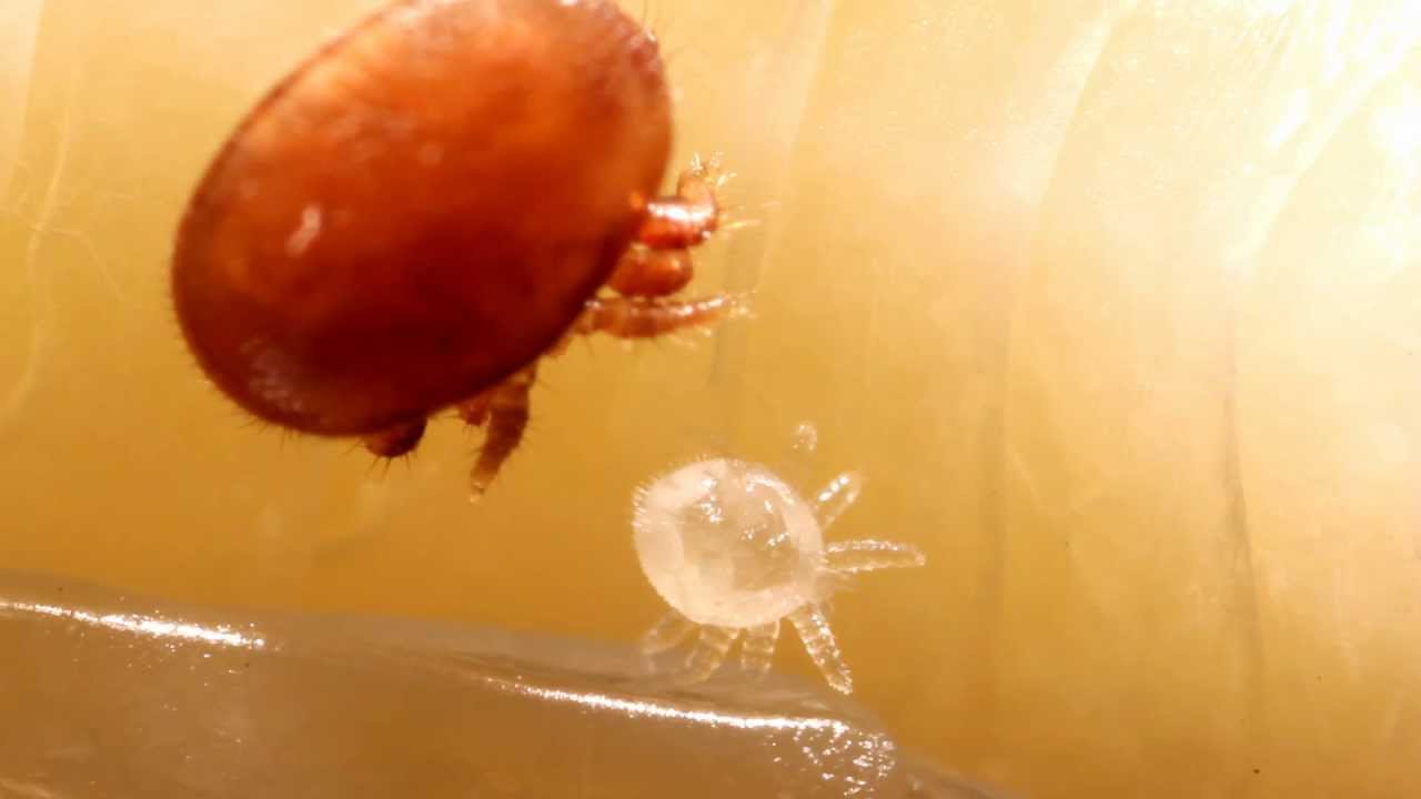 Biologie der Varroamilbe - Biology of the Varroa Mite
