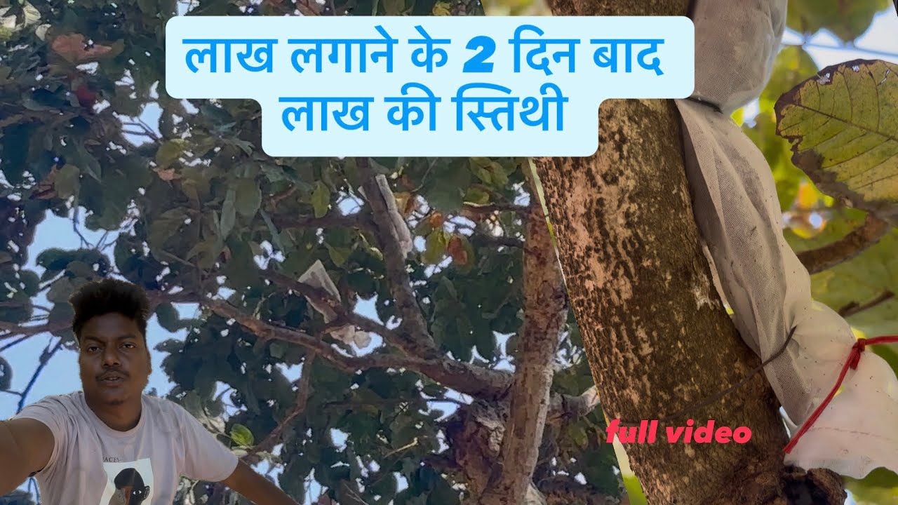 2 दिन बाद लाख की स्थिति // लाख की खेती// लाख व्लॉग//लाख किट कैसे दिखता है 