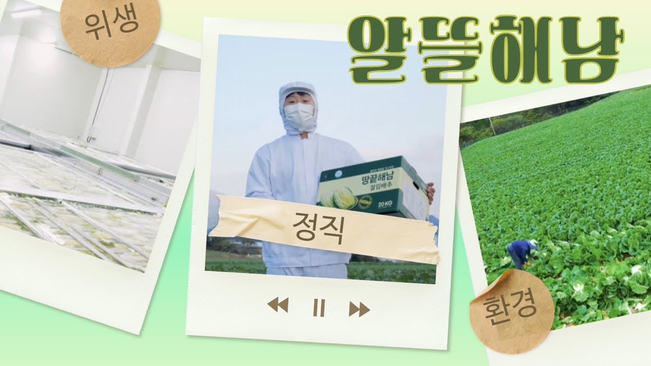 해풍을 맞으면서 자란 배추로 절임배추를 생산하는 해뜰해남