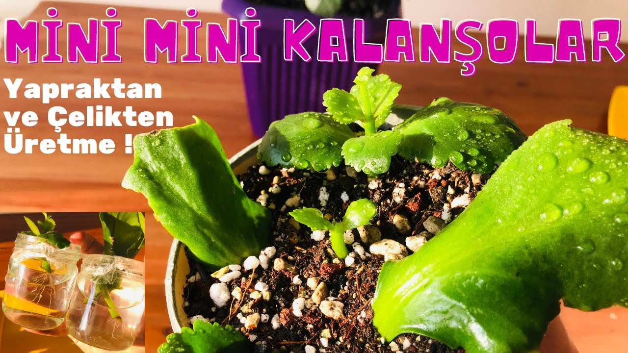 Kalanşo (Kalanchoe) Yapraktan ve Çelikten Çoğaltma