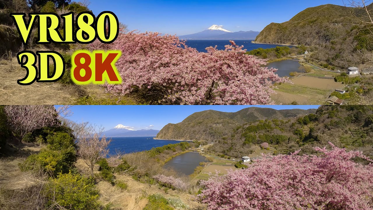 [ 8K 3D VR180 ]  西伊豆・井田から望む海越しの富士山と河津桜の絶景  Early Blooming Cherry Blossoms with Mt.Fuji