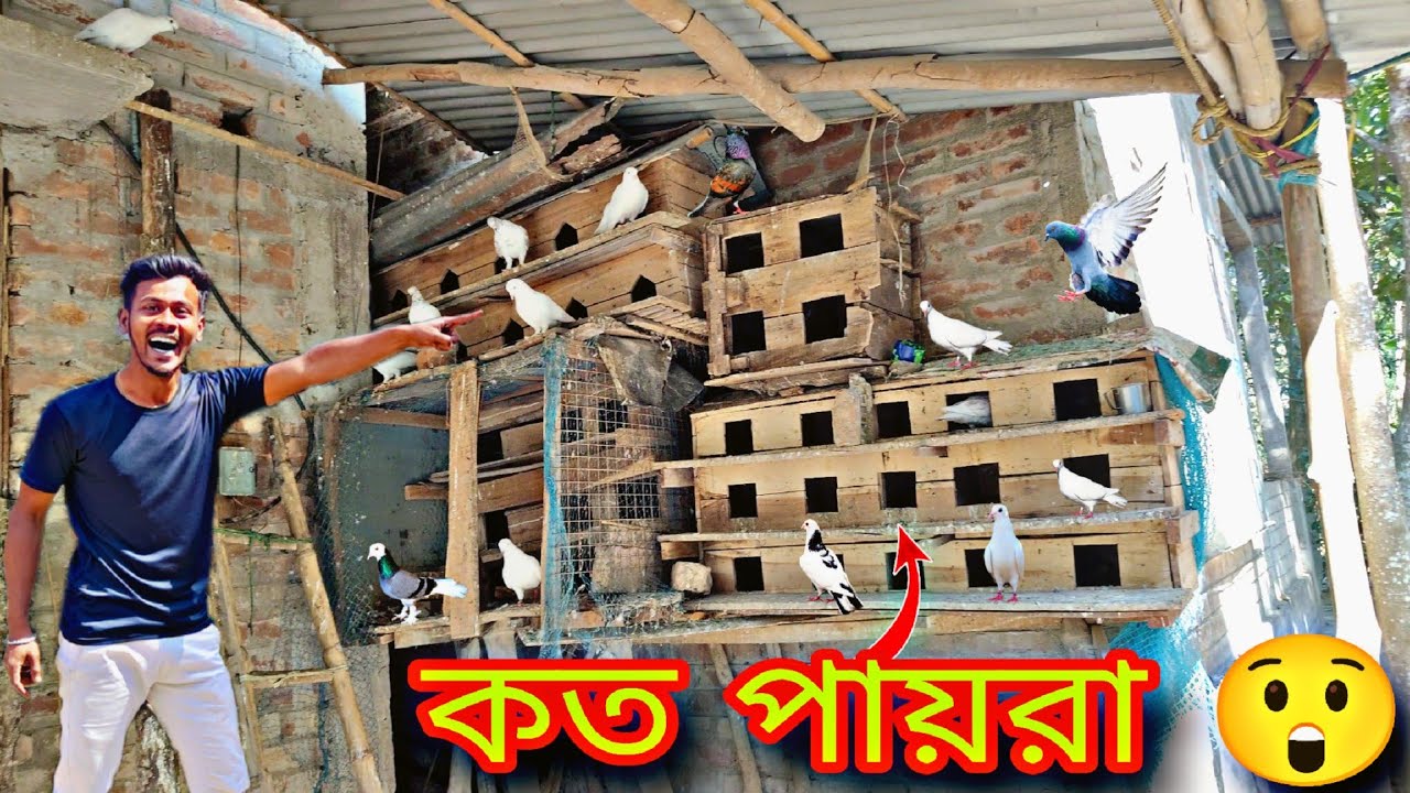 কতো পায়রা 😲