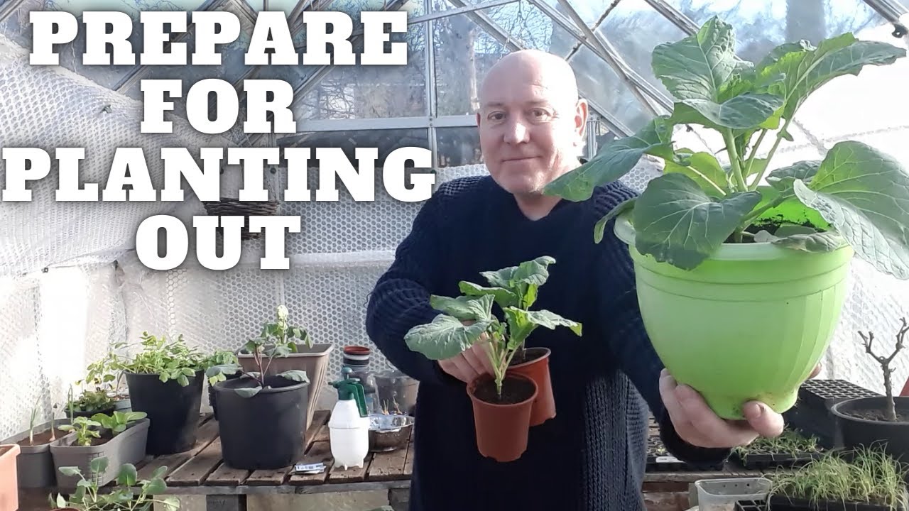 Preparing To Plant Out Brassicas [Gardening Allotment UK] [Grow Vegetables At Home ]