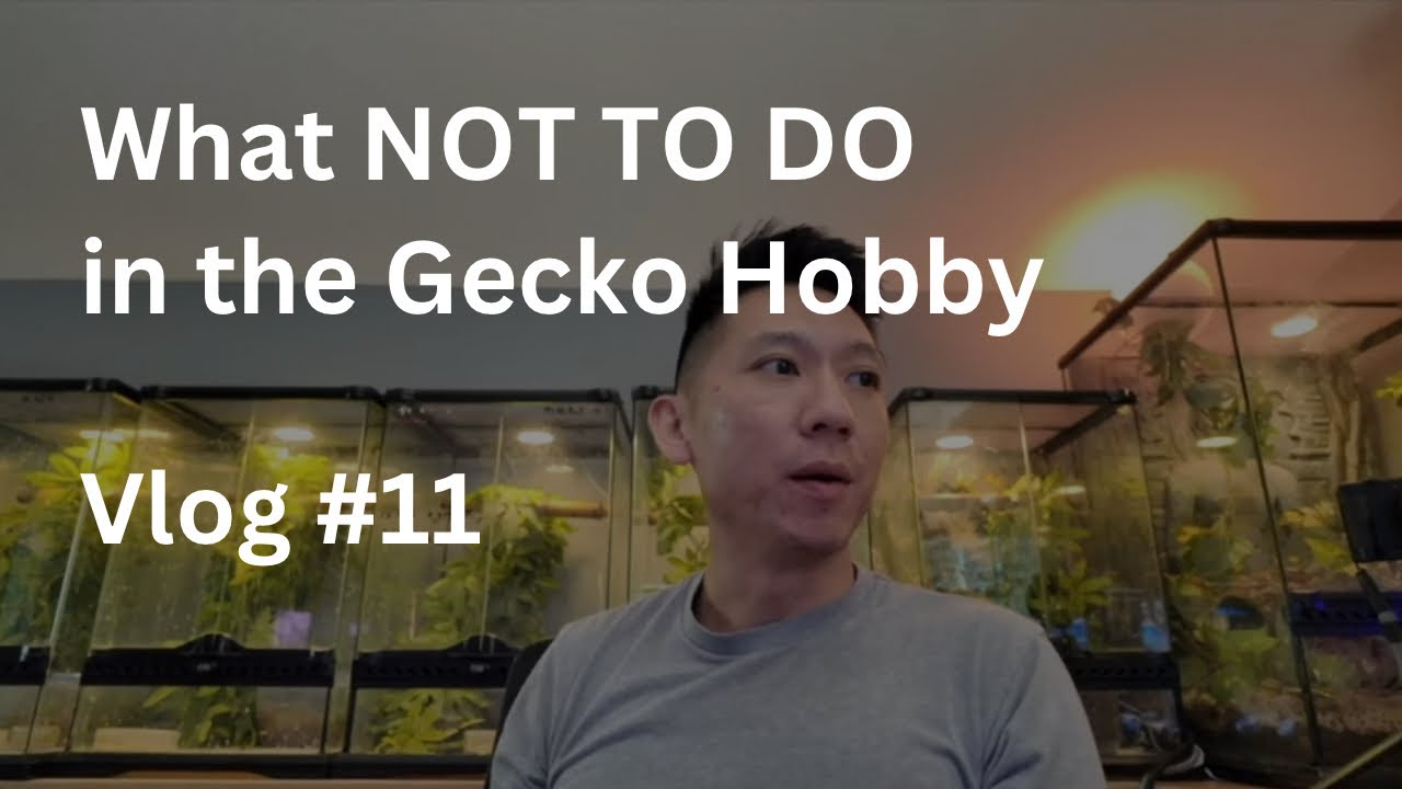 What NOT TO DO in the Gecko Hobby | Vlog #11 of Zero's Geckos