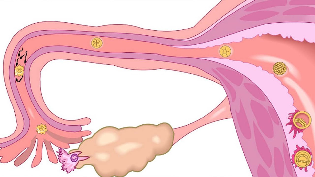 Ciclo menstrual - Dr.  Andr&eacute;s Lemmo