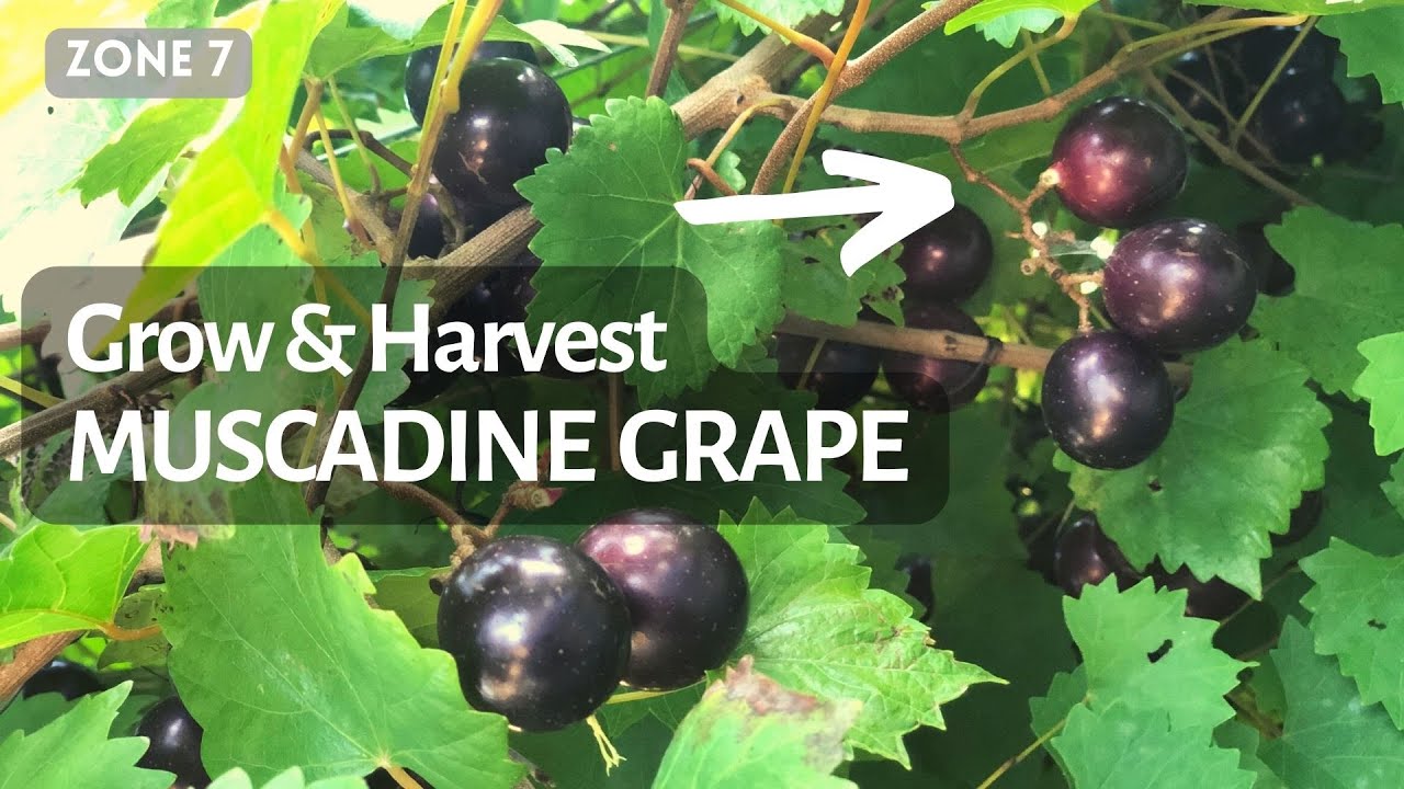 how to grow muscadine grapes and harvest. zone 7 2022