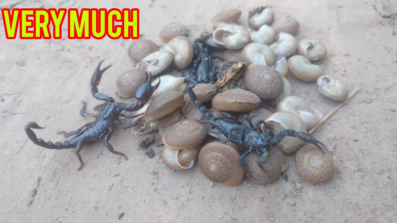 Found lots of snails and three scorpions.0141-NATURE
