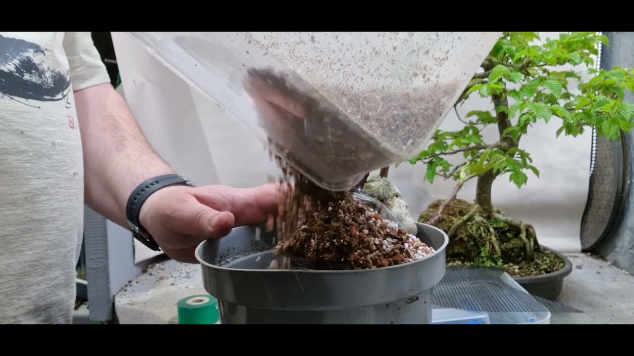 how to create root over rock bonsai.