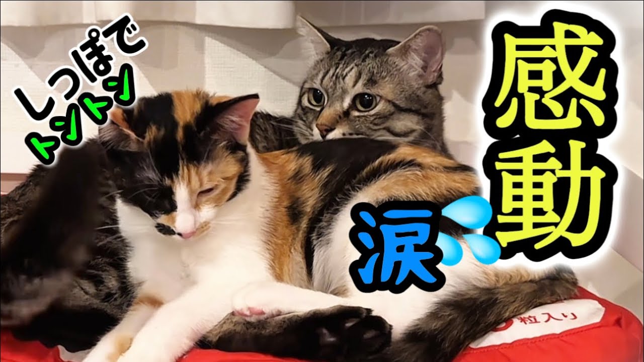 【泣けちゃう😭】「なぁ」と話しかけてくれるピノちゃま♡どんどん距離がちぢまる子猫との愛❤️#猫 #保護猫 #子猫#cat 
