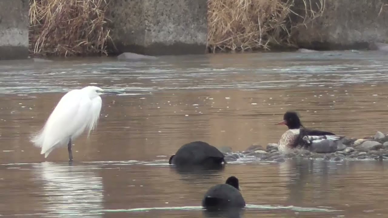 F0225　大分川　コサギ、ウミアイサ、オオバン　Oita River　Little Egret, Red-breasted merganser, Coot