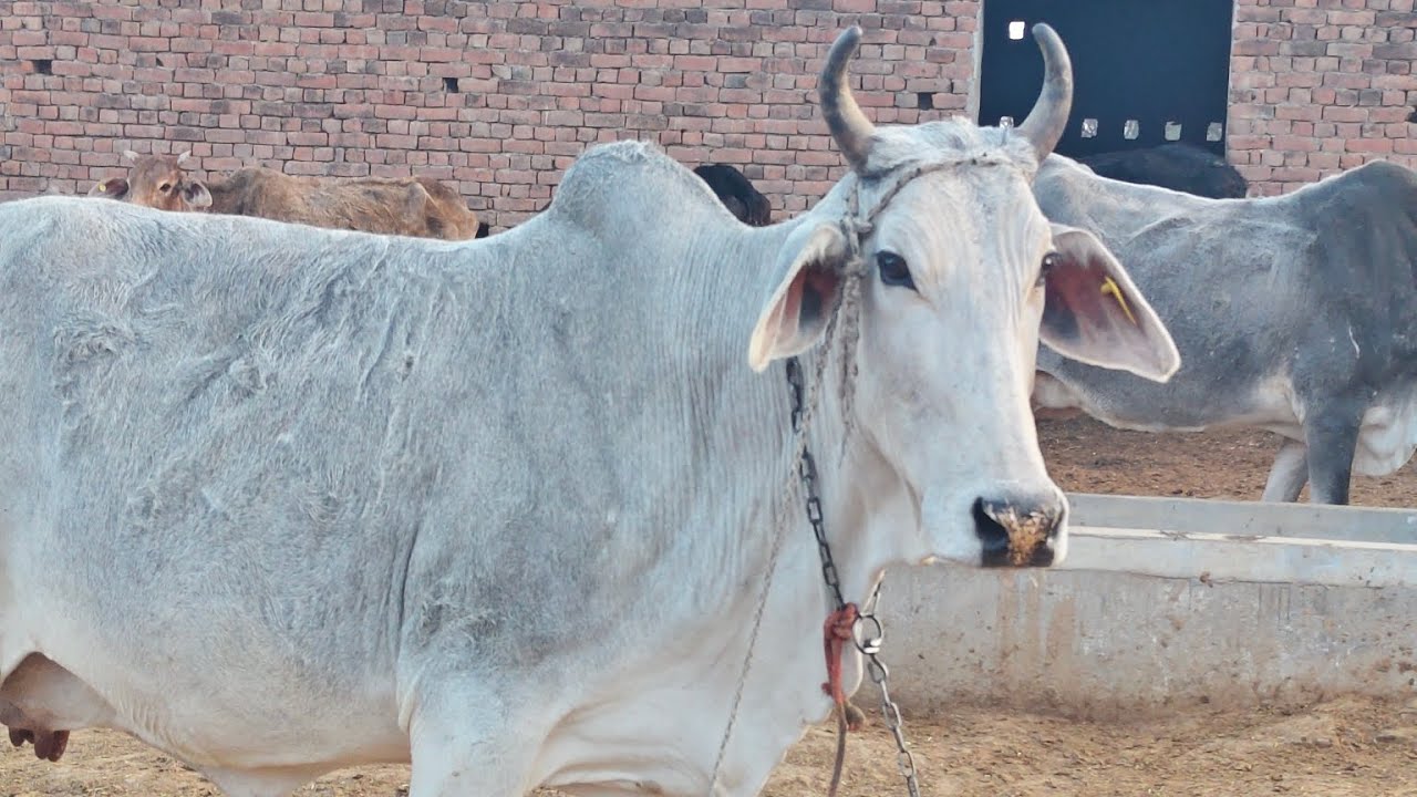 गौ माता की ममता: एक दिल छू लेने वाला वीडियो 🐄
