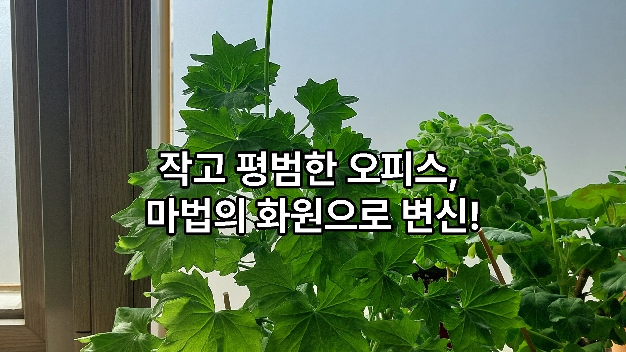 오피스 가드닝9, 스텔라제라늄, 구문초, 장미허브, 제라늄 삽목