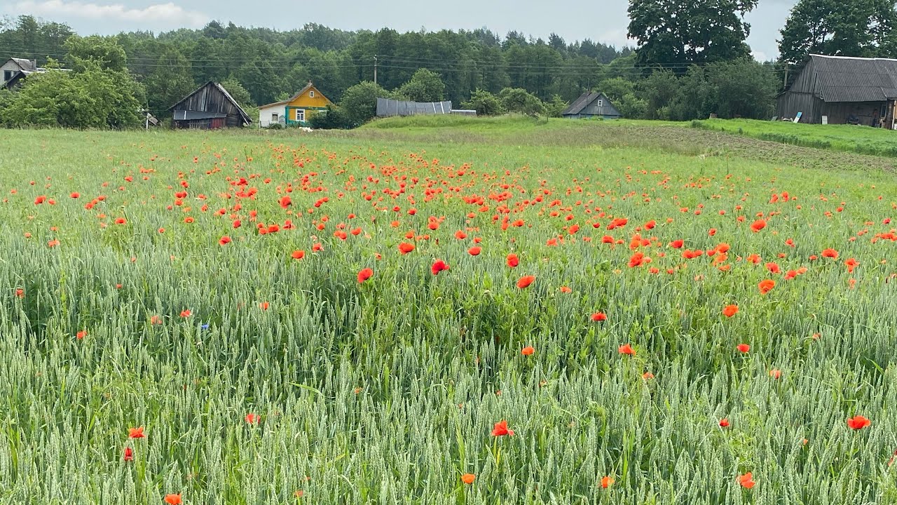Я посетила свой город детства спустя 33 года.г.Сморгонь Гродненской области.Беларусь♥️домашнее видео