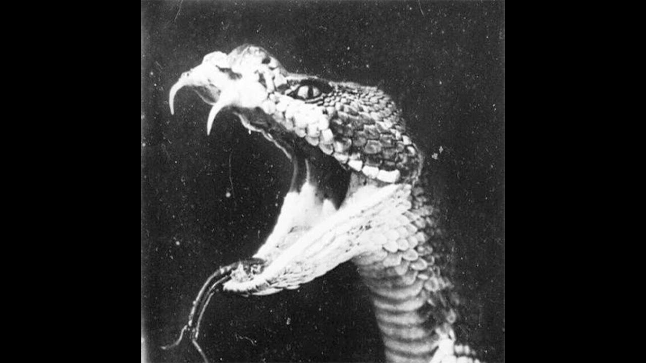 [FREE] Grunge x Rock x Nirvana Type Beat - ‘TERRARIUM’