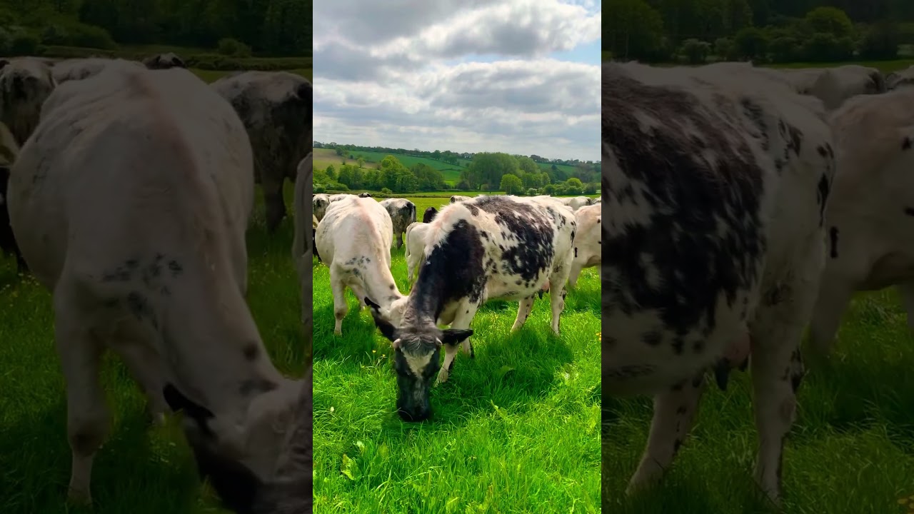 Cows eating grass 