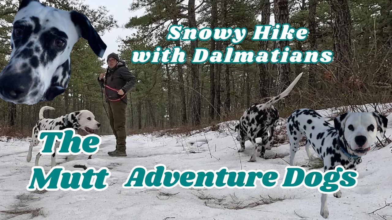 Snowy Hike with Dalmatian Friends | Adventure Dogs