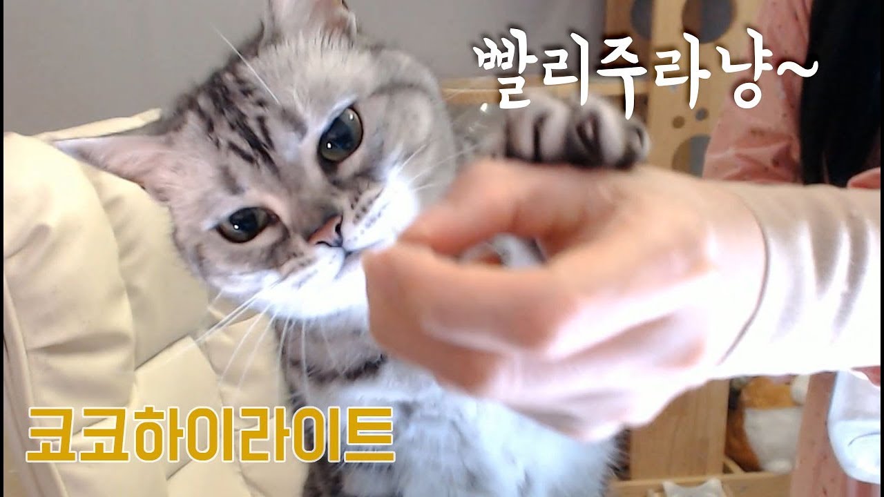 코코가 좋아하는 간식!?
