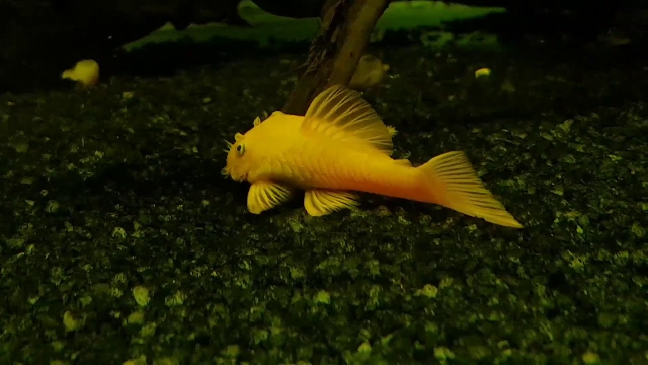 My bristlenose pleco Cleaning Food 😂😂