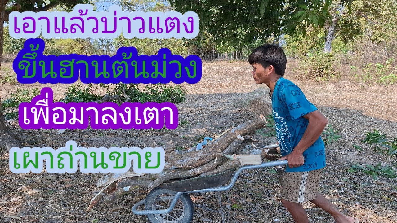 บ่าวแตงขยันจริงๆถึงขั้นจะตัดต้นมะม่วงมาเผาถ่าน✌️🇱🇦❤️🇹🇭#แม่น้องรุ่งบ้านนา#8/2/26