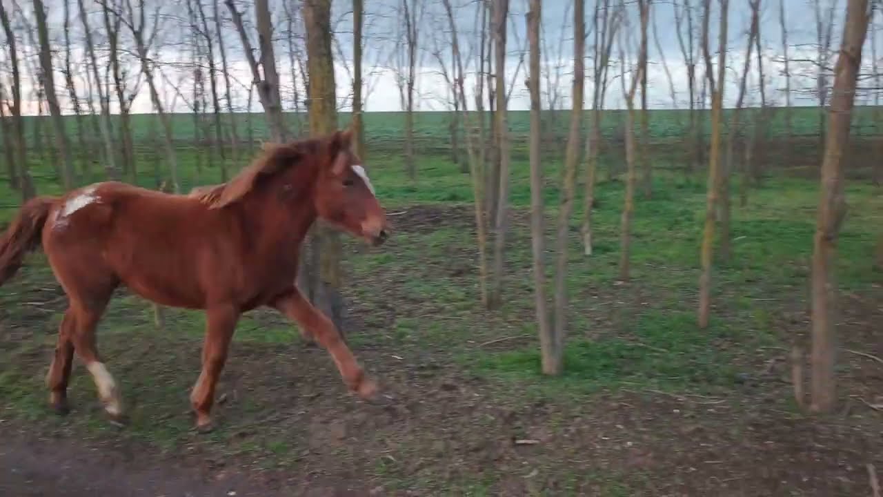 Young stallion 🐴 gallops along the road / Молодой жеребец 🐎 скачет по дороге 