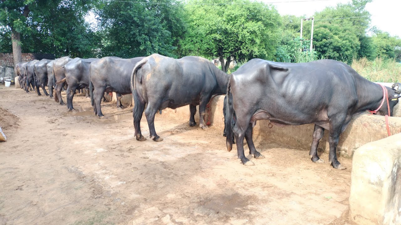 मुर्रा भैंस 