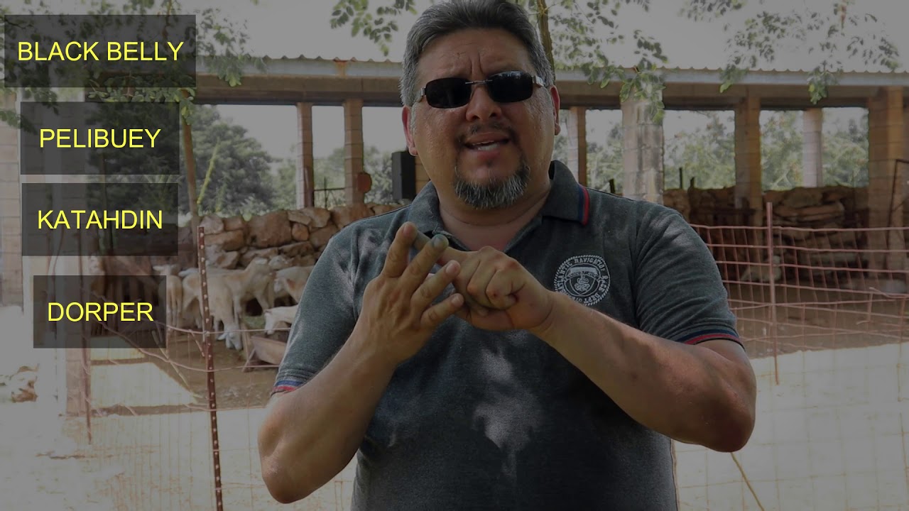 como iniciar en la ovinocultura