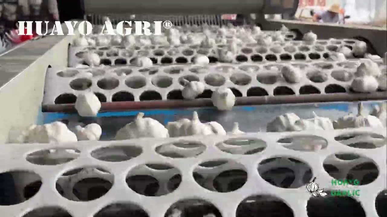 Garlic Brushing and Grading Machine for Commercial Garlic Grower