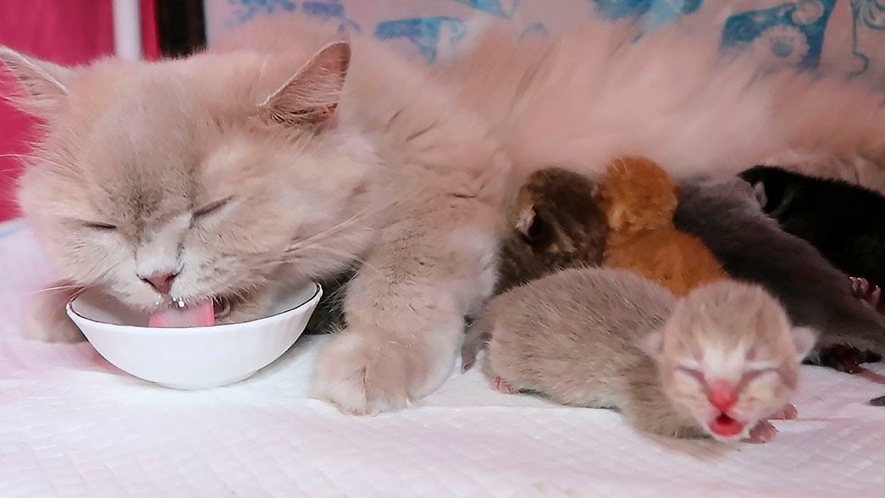 Why I Syringe-Feed My Newborn Kittens Despite a Nursing Mother! Turn on subtitles
