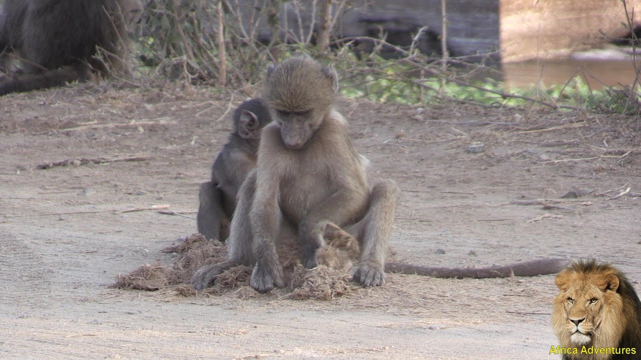 Cute Baby Baboon Chokes On His Food